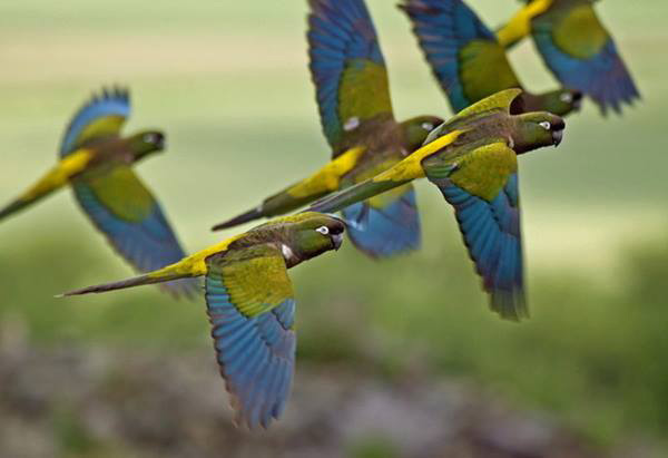 Cyanoliseus Patagonus Cyanoliseus Patagonus