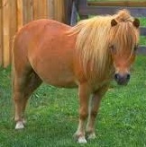 Poney shetland : taille, description, biotope, habitat, reproduction