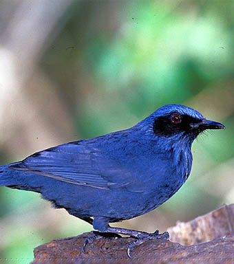 Tayassu