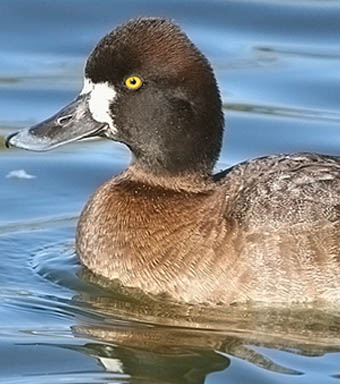 Odocoileus