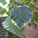 img01