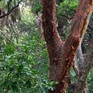 Odocoileus